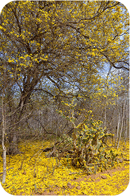 Within a day or two, the blossoms will fall to the ground, creating a yellow carpet of flowers.