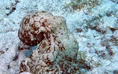 VIDEO:  Octopus Steals Go Pro and Takes Video of Diver!
