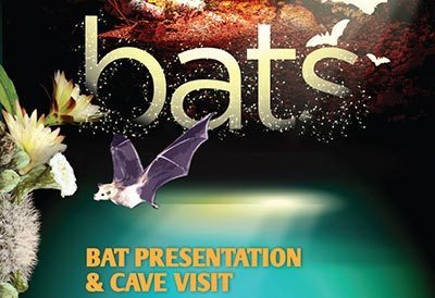 Learn about How Bats Help Bonaire’s Eco-Systems