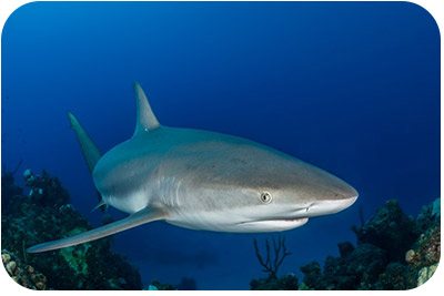 Sharks are now protected in the Yarari Sanctuary.