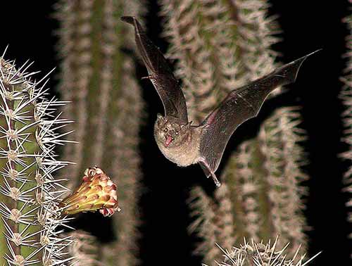 Many of Bonaire's bats pollinate the cactus.