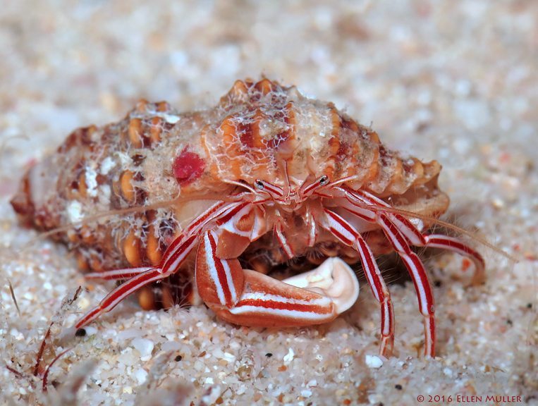 The Candy Striped Crab, a New Marine Species Discovered on Bonaire by Ellen Muller