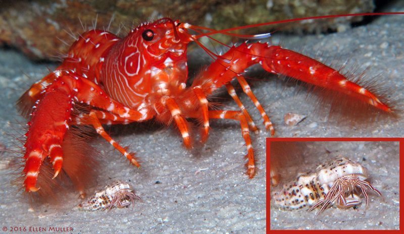 The Candy Striped Crab is a new species found on Bonaire by Ellen Muller.