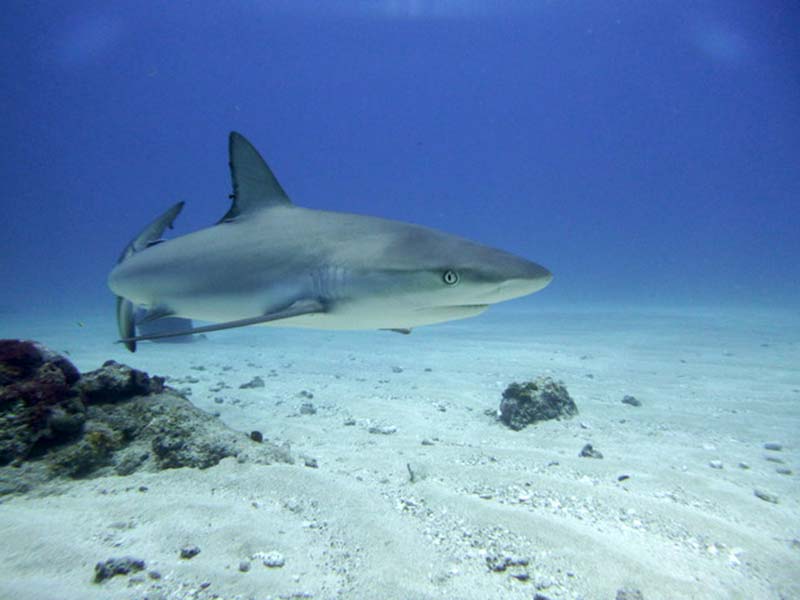 The Caribbean Reef Shark, one of ten shark species in the waters of the Dutch Caribbean.