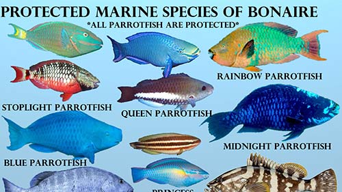Marine Species on Bonaire Which Have Protection