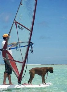 Even dogs learn to windsurf on Bonaire!