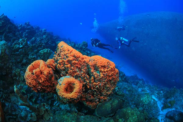Divers swim between an orange elephant ear sponge and the wreck of the Hilma Hooker, on Bonaire.
