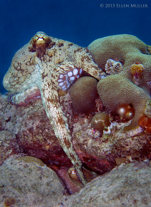 Common octopi mating on Bonaire's reefs; image by Ellen Muller