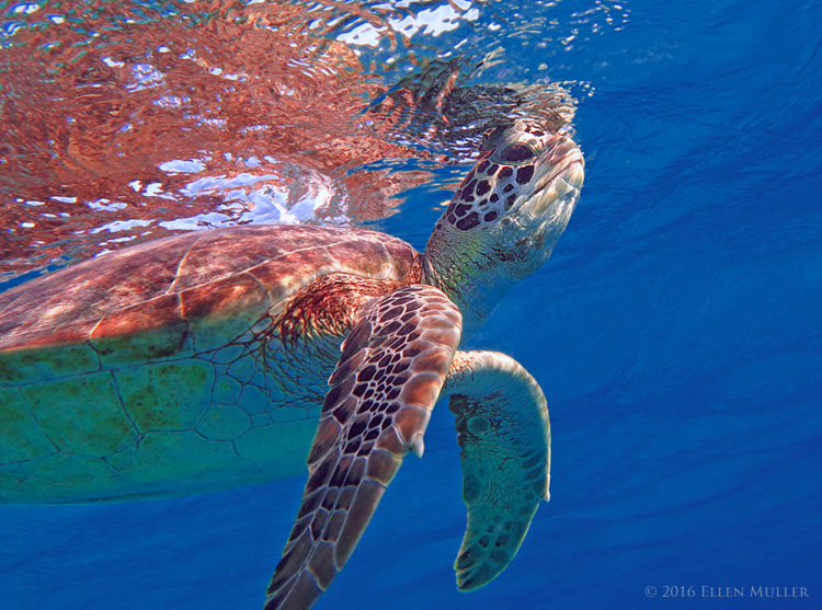 A green turtle swimming on Bonaire's reef, image by Ellen Muller.