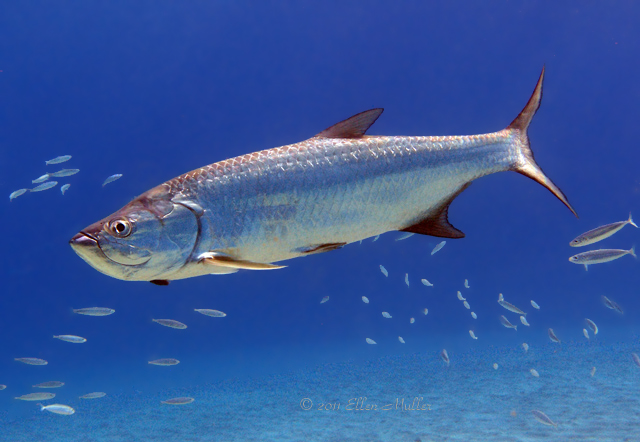 A tarpon, commonly found on Bonaire's reefs; image by Ellen Muller.