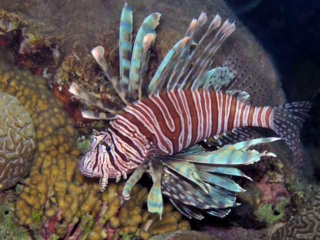 Lionfish are now commonly seen on Bonaire's reefs, although they are an invasive species.