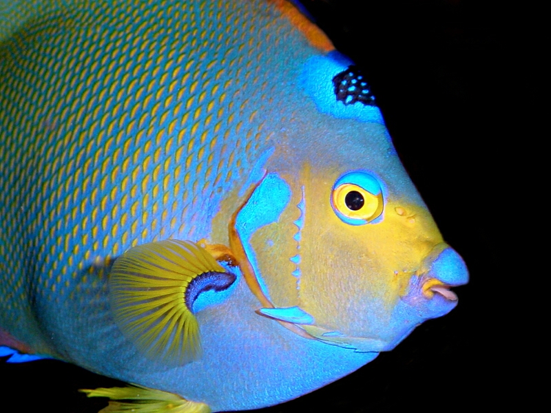 A Queen Angelfish, found on a Bonaire reef; image by Ellen Muller.
