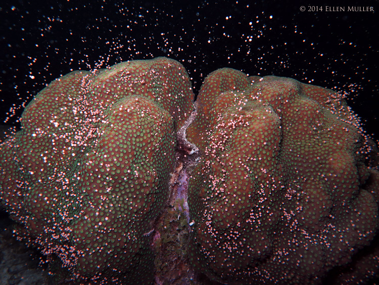 A star coral spawns on Bonaire's reefs.