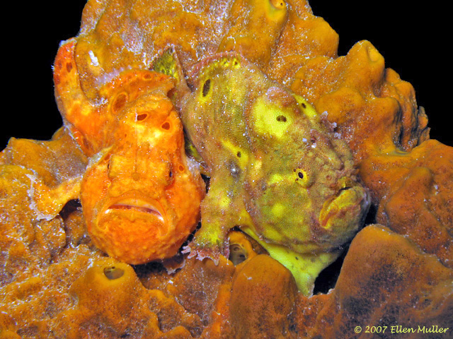 Two frogfish share a sponge on a Bonaire reef; image by Ellen Muller.