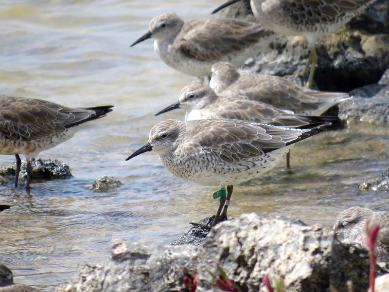 A banded Red Knot, found in Cargill Salt Ponds on Bonaire, image by Fernando Simal