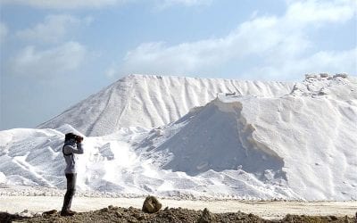 Worth Its Salt: Bonaire’s Cargill Salt Ponds Named as Area of Regional Importance for Shorebirds