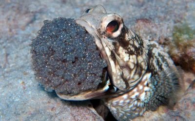 VIDEO:  Daddy Banded Jawfish Gives Birth