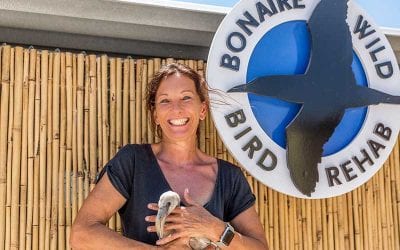 Bonaire Wild Bird Rehab Officially Opens June 1st, Providing a Home for Bonaire’s Sick or Injured Birds