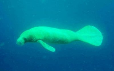 Manatee Seen in Bonaire’s Waters!