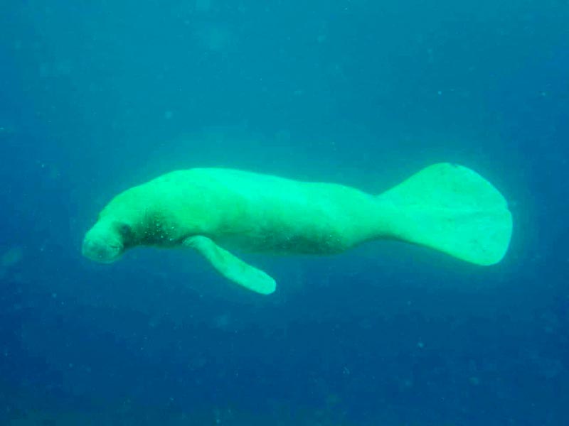 The rare sighting of a West Indian Manatee in Bonaire's waters on July 10, 2018.