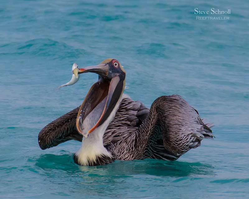 Pelican swallowing a catch.