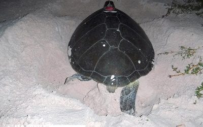 Green Sea Turtle, Bonni, Returns to Bonaire to Lay Another Nest