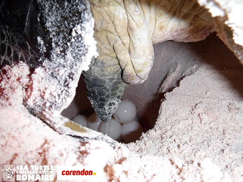Bonni laying her fourth nest on Bonaire in the 2018 nesting season.