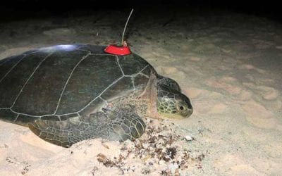 “Just Keep Swimming” Sings Bonaire’s Green Sea Turtle, Bonni