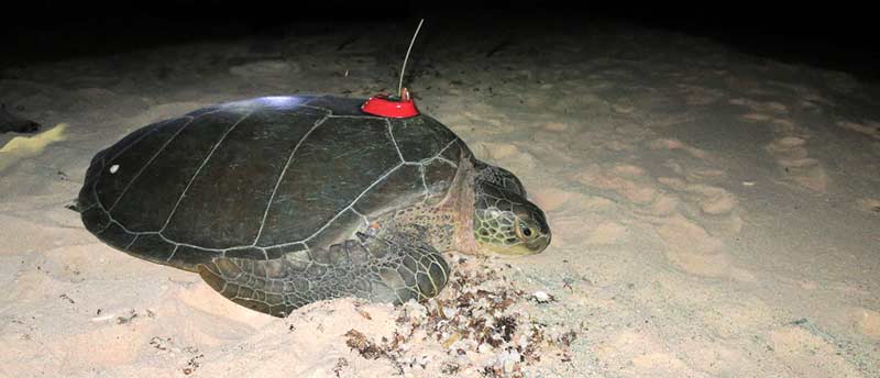 Green sea turtle, Bonni, is outfitted with a satellite transmitter.