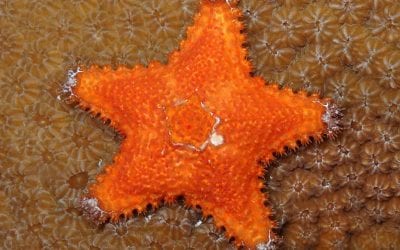 The Mini Sea Star, the Sea Creature You’ve Probably Never Encountered