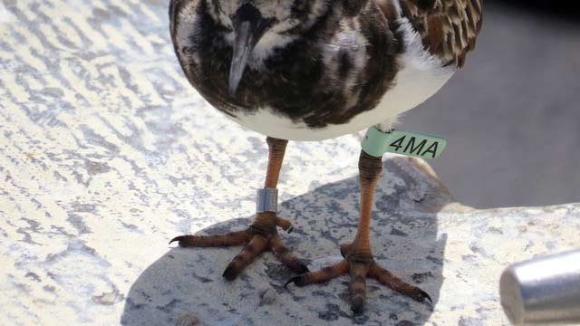 Finding and reporting banded birds while visiting Bonaire.