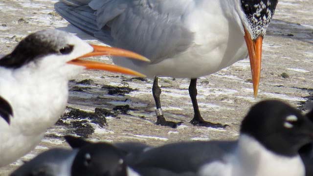 Royal terns visiting Bonaire can be found with bands.