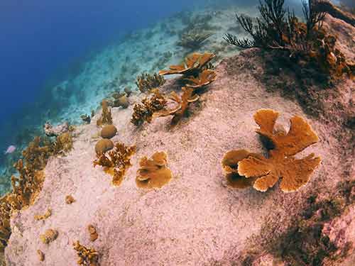 Outplanted Elkhorn corals at Carl's Hill, a dive site on Klein Bonaire; image courtesy of CRFB.