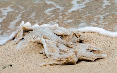 Bonaire’s Plan to Eliminate Single-Use Plastic