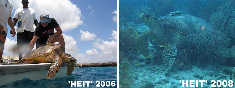 Sea turtle Heit is outfitted with a transmitter and seen on Bonaire again two years later.