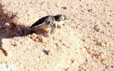 Bonni’s Legacy, Bonaire’s Green Sea Turtle Extraordinaire