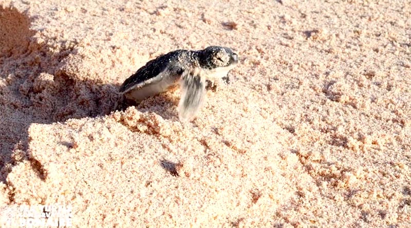 A green turtle hatchling breaks from the nest and makes for the sea, one of Bonni's young.