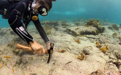 763 Elkhorn Corals Planted at Bonaire’s Oil Slick Leap