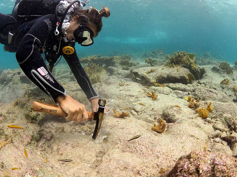 Reef Renewal Bonaire's staff outplant elkhorn corals.