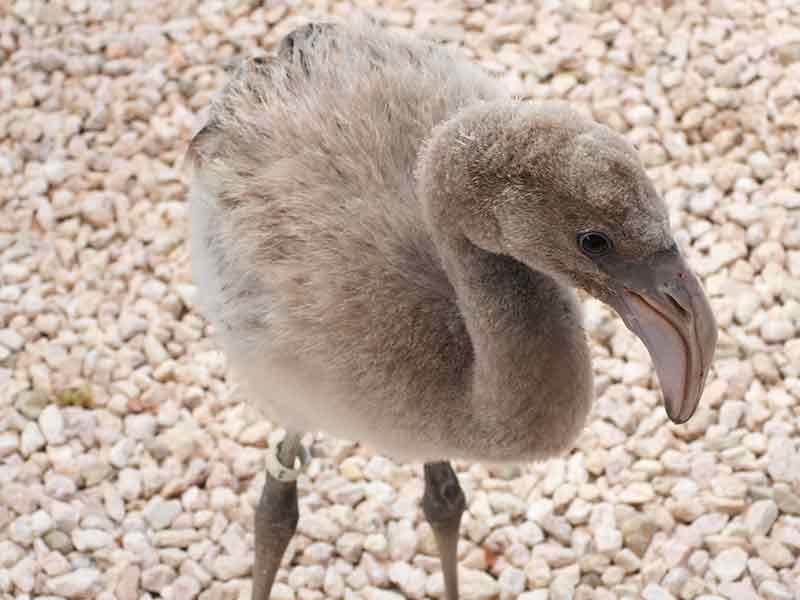 A flamingo chick recovers at Bonaire Wild Bird Rehab.