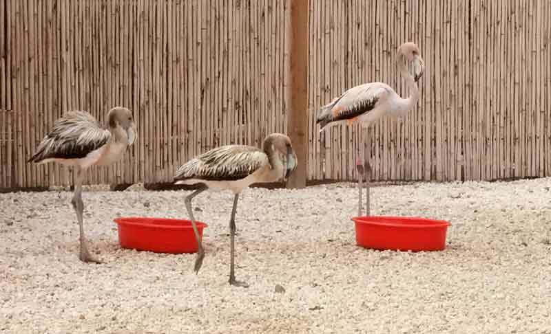 Many prior flamingo residents fly into the rehab center each morning for a little breakfast.