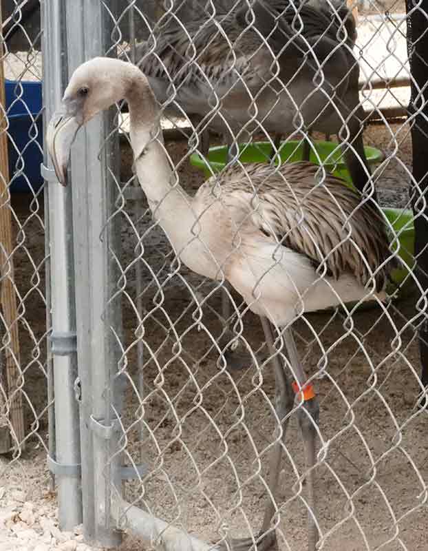 As of April, 2019, the rehab center has over 100 flamingos in its care.
