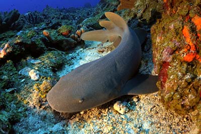 Nurse sharks are one of the species more commonly found on Dutch Caribbean reefs.