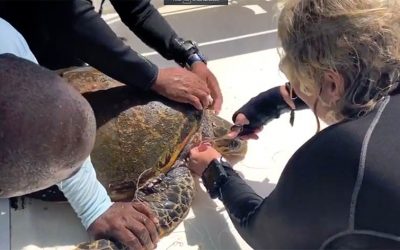 Bonaire Dive Guide Rescues Sea Turtle from Certain Death
