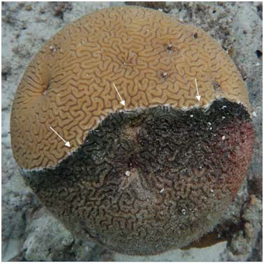 A reef coral affected by a deadly disease known as Caribbean Ciliate Infection.