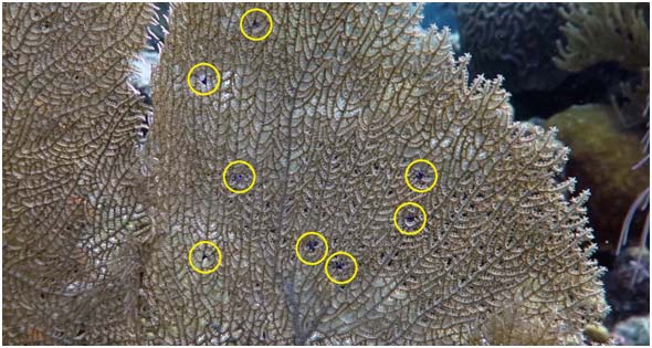 A sea fan showing the Multiple Purple Spots Syndrome (marked by yellow circles), which is caused by a new species of copepod.