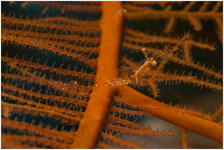 A symbiotic shrimp living on a black coral host recorded from Bonaire for the first time.