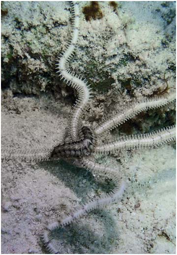 Association between a brittle star and a scale worm.