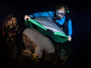 RRFB Assistant Coordinator, Garrett Fundakowski, places a net over a boulder brain coral (Colpophyllia natans) in order to collect the gamete bundles during October spawning event.
