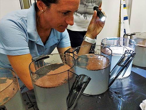RRFB Project Coordinator, Francesca Virdis, inspects the brain coral gametes as the fertilization process begins.